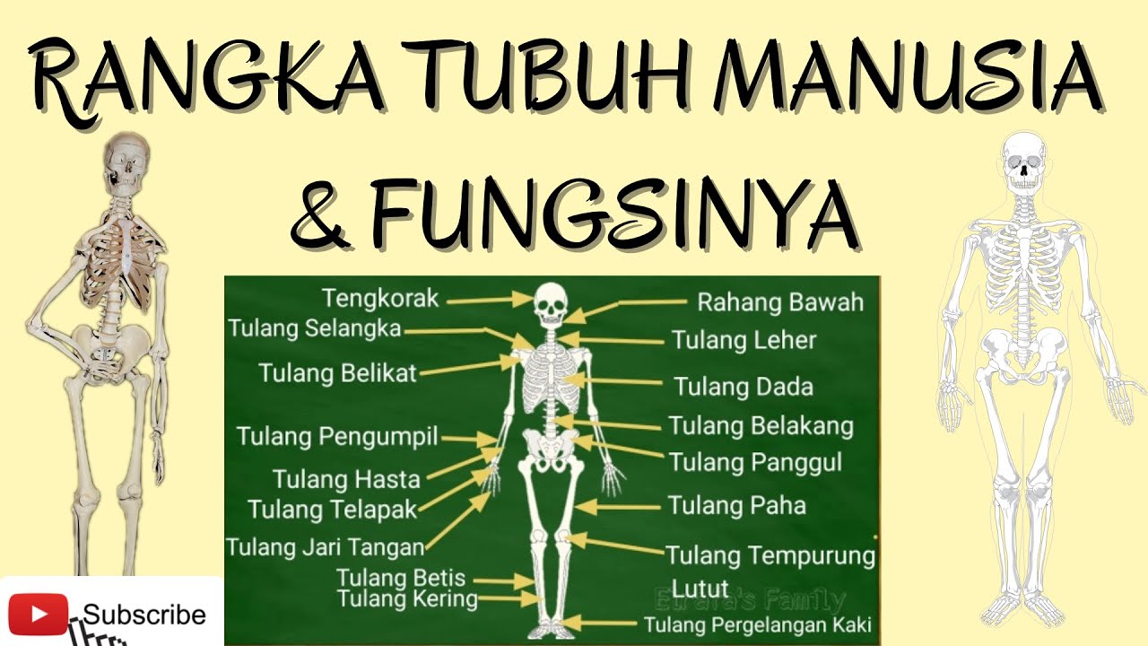 Detail Gambar Rangka Tengkorak Manusia Nomer 50