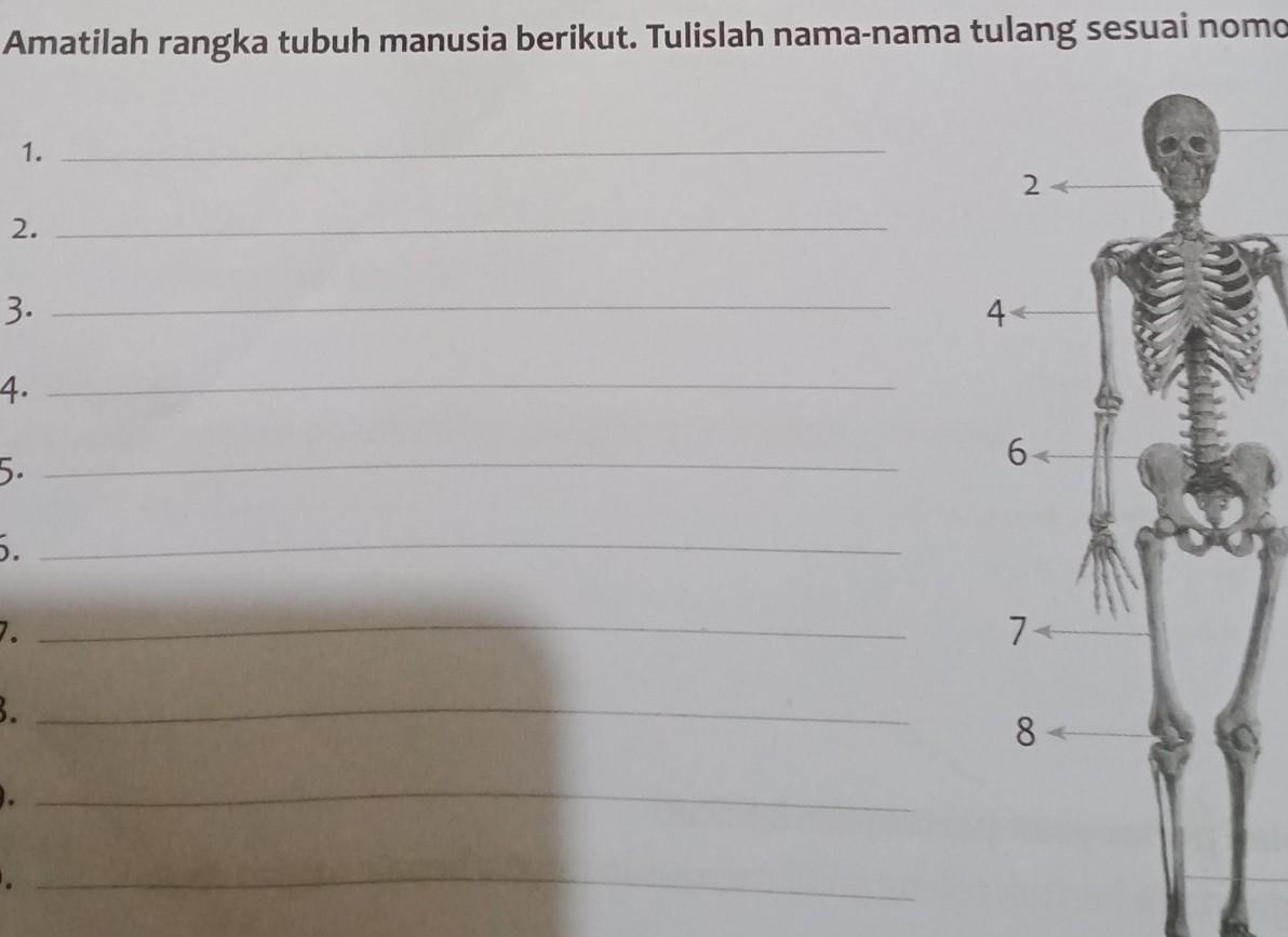 Detail Gambar Rangka Tubuh Manusia Nomer 44