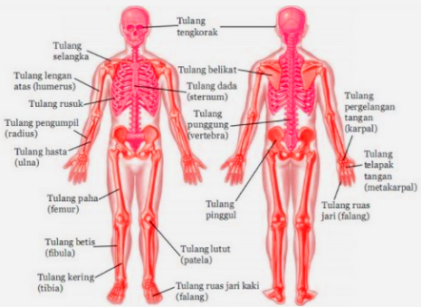 Detail Gambar Rangka Tubuh Manusia Beserta Namanya Nomer 31