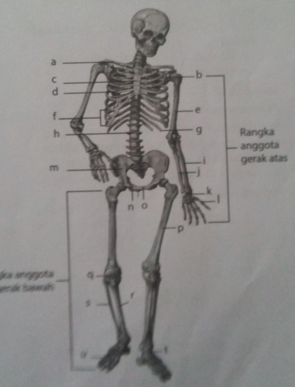 Detail Gambar Rangka Tubuh Manusia Beserta Namanya Nomer 47