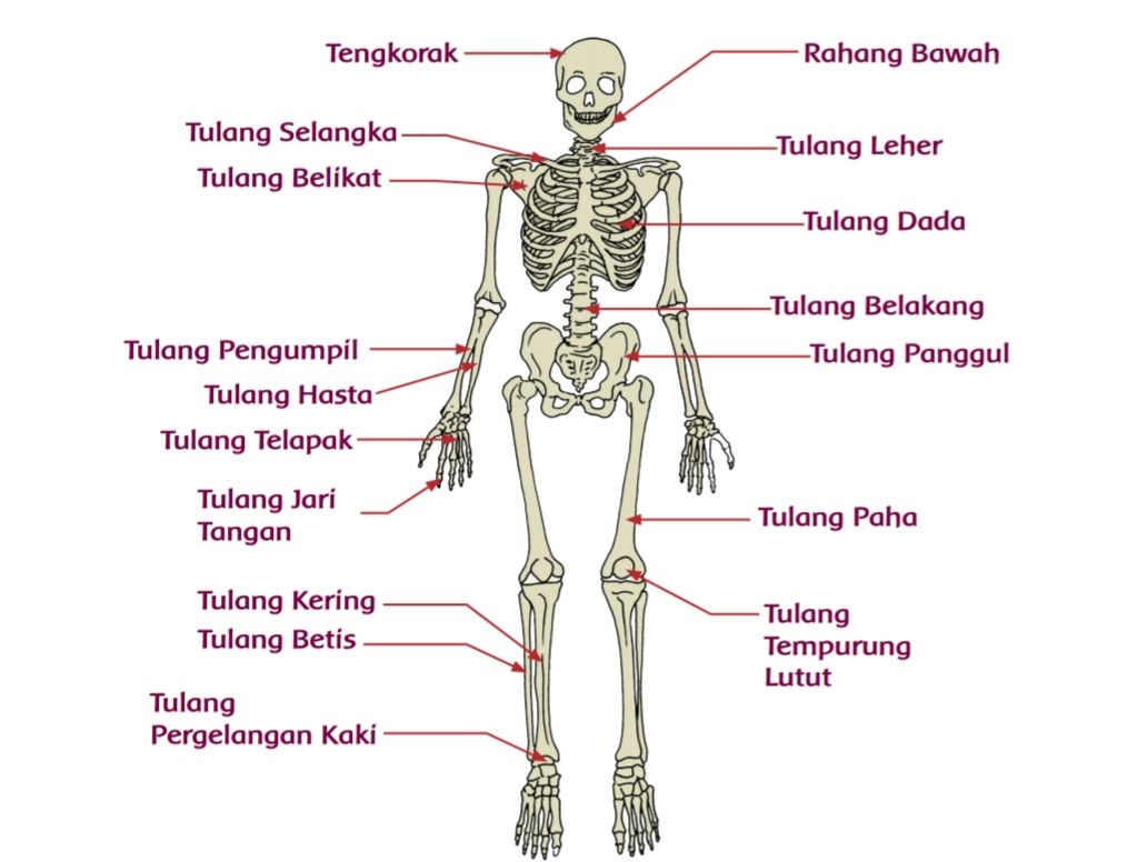 Detail Gambar Rangka Tubuh Manusia Beserta Namanya Nomer 8