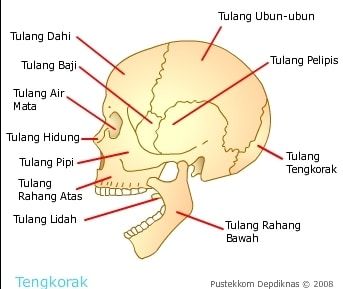 Detail Gambar Rangka Tubuh Manusia Dan Penjelasannya Nomer 24