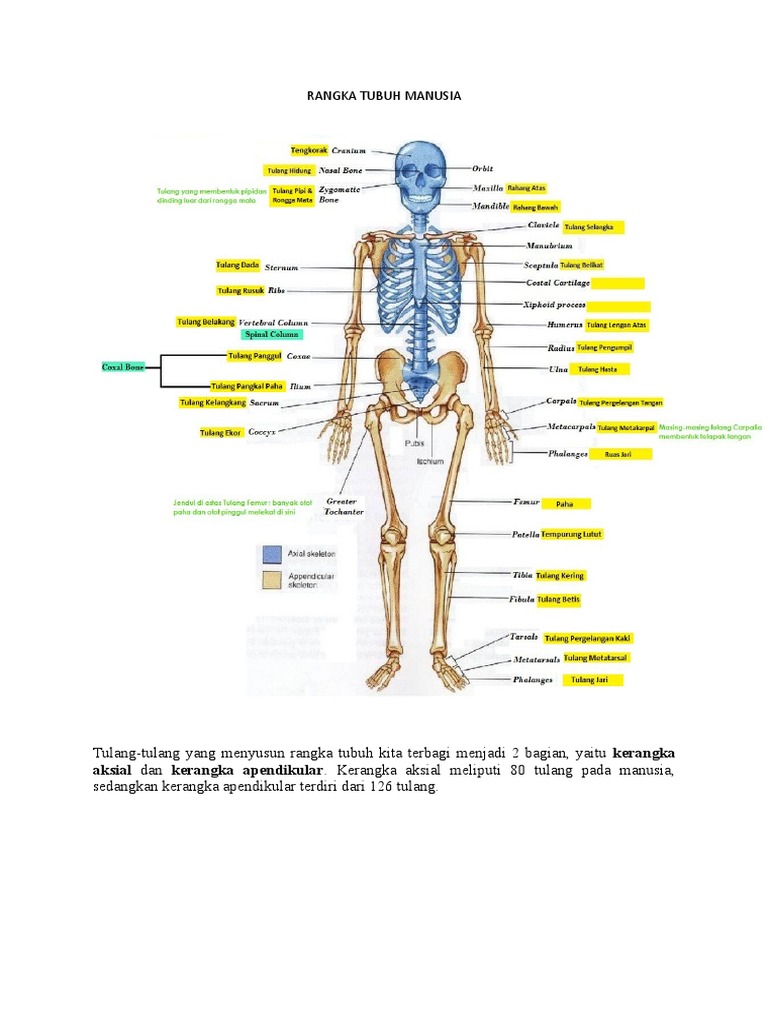 Detail Gambar Rangka Tubuh Manusia Dan Penjelasannya Nomer 48