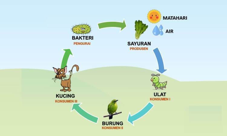 Detail Gambar Rantai Makanan Beserta Penjelasanya Nomer 3