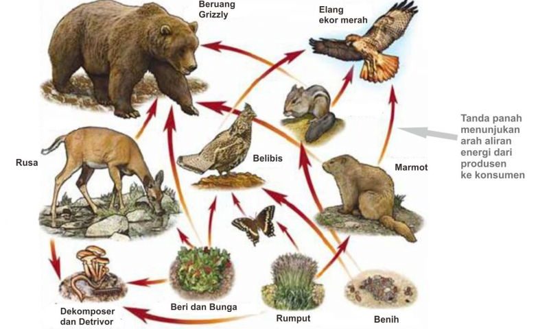 Detail Gambar Rantai Makanan Beserta Penjelasanya Nomer 28