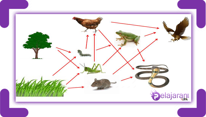 Detail Gambar Rantai Makanan Beserta Penjelasanya Nomer 33