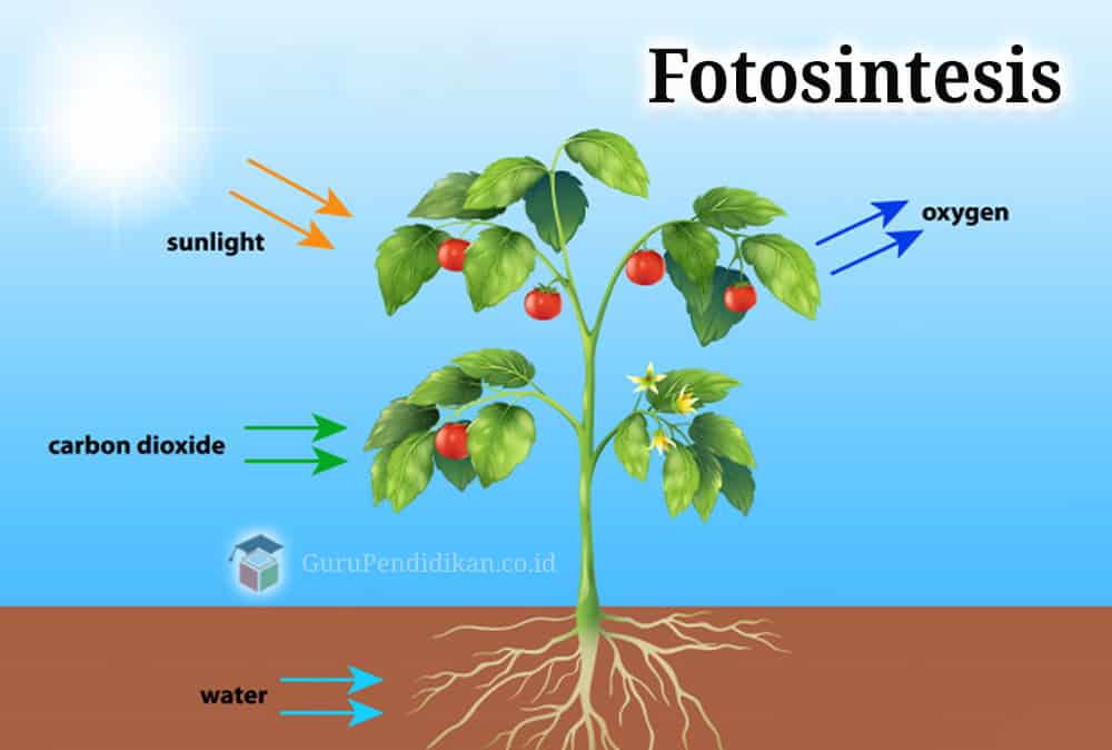 Gambar Reaksi Fotosintesis Beserta Penjelasannya - KibrisPDR