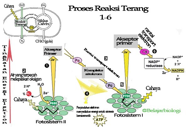 Detail Gambar Reaksi Fotosintesis Beserta Penjelasannya Nomer 16