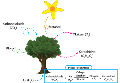 Detail Gambar Reaksi Fotosintesis Beserta Penjelasannya Nomer 3