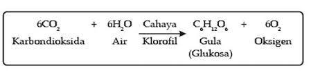 Detail Gambar Reaksi Fotosintesis Beserta Penjelasannya Nomer 35