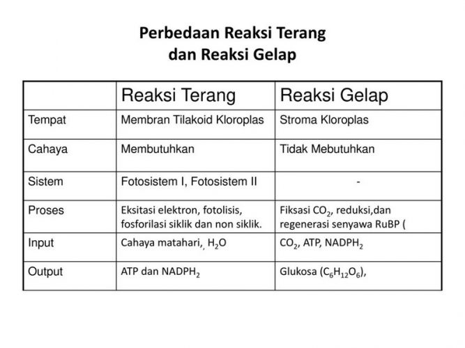 Detail Gambar Reaksi Fotosintesis Beserta Penjelasannya Nomer 38