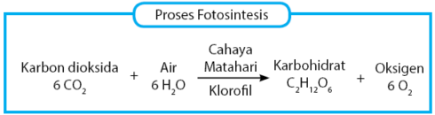 Detail Gambar Reaksi Fotosintesis Beserta Penjelasannya Nomer 46