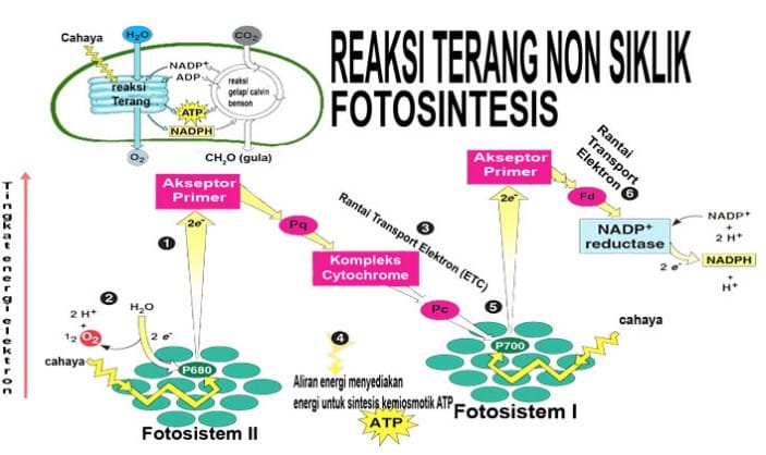 Detail Gambar Reaksi Potosintesis Dan Penjelasannya Nomer 6