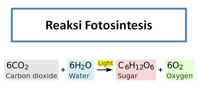 Detail Gambar Reaksi Potosintesis Dan Penjelasannya Nomer 46
