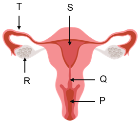 Detail Gambar Reproduksi Wanita Beserta Fungsinya Nomer 17