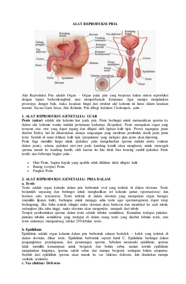 Detail Gambar Reproduksi Wanita Dan Fungsinya Nomer 34