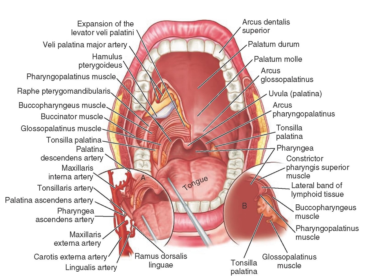 Detail Gambar Rongga Mata Manusia Nomer 31