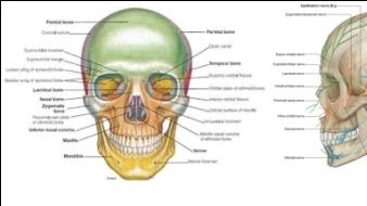 Detail Gambar Rongga Mata Manusia Nomer 34