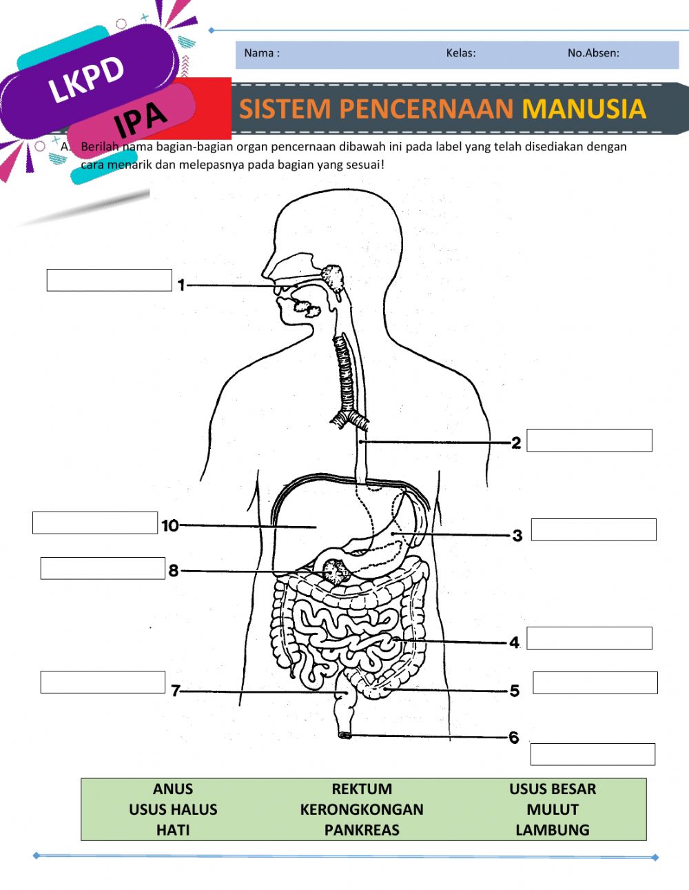 Detail Gambar Saluran Pencernaan Manusia Nomer 11