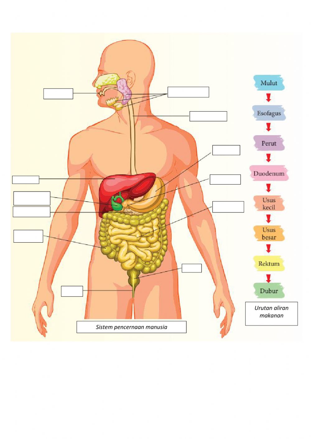 Detail Gambar Saluran Pencernaan Manusia Nomer 18
