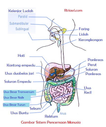 Detail Gambar Saluran Pencernaan Pada Manusia Nomer 23