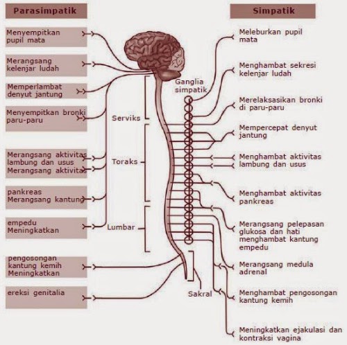 Detail Gambar Saraf Beserta Fungsinya Nomer 28