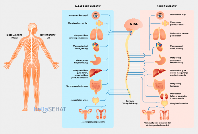 Gambar Saraf Manusia - KibrisPDR