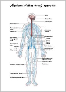 Detail Gambar Saraf Manusia Nomer 10