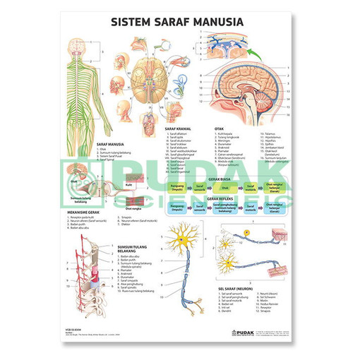 Detail Gambar Saraf Manusia Nomer 11