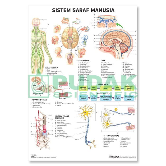 Detail Gambar Saraf Manusia Nomer 22