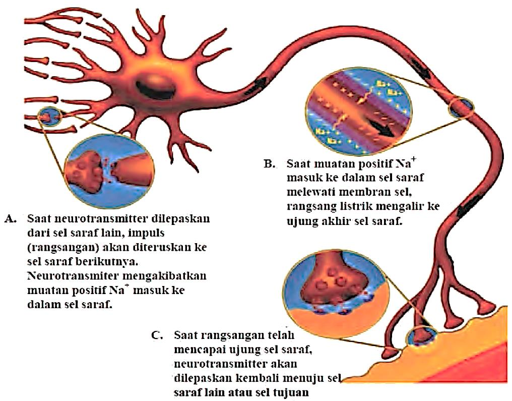 Detail Gambar Saraf Manusia Nomer 24