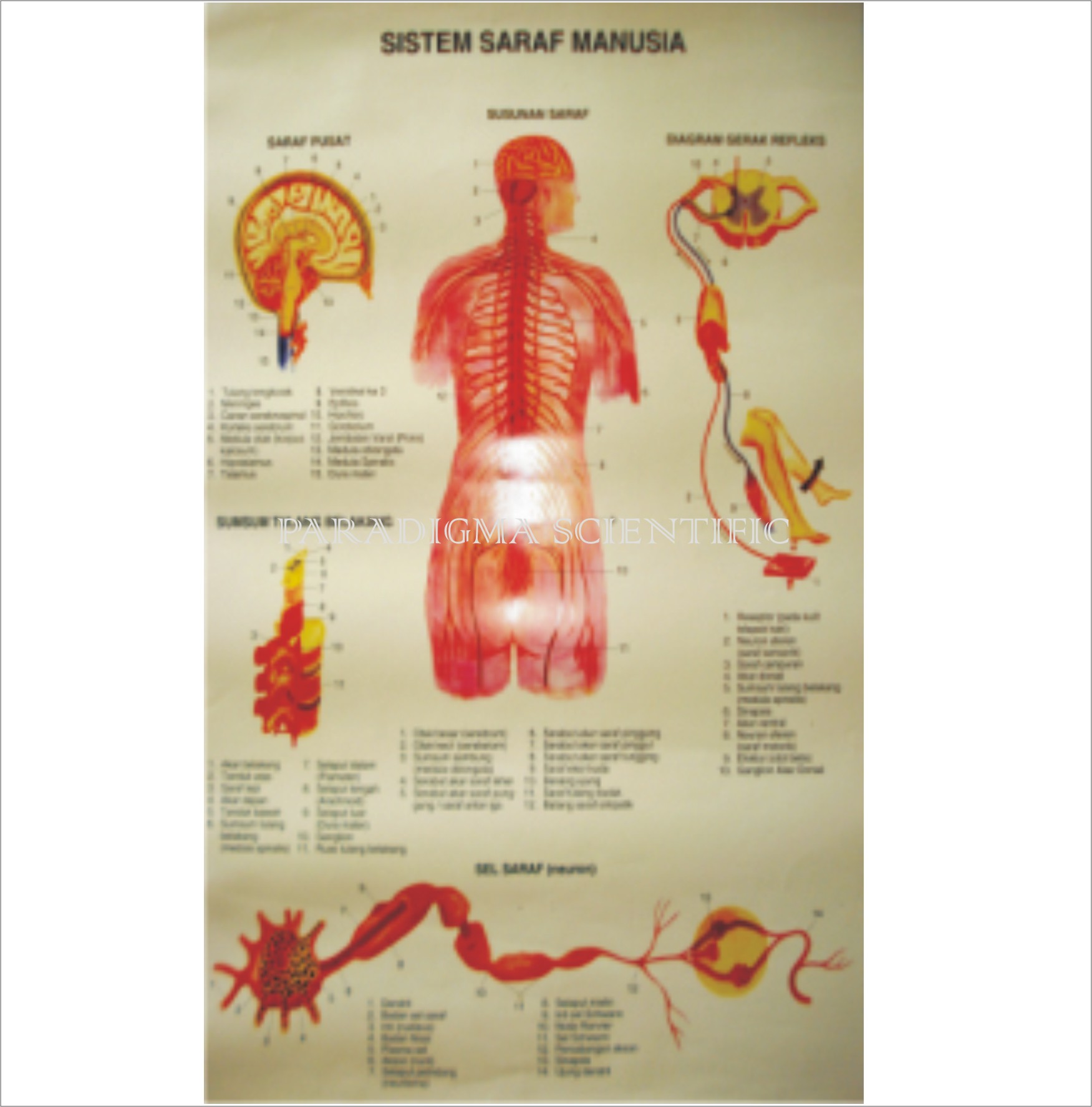 Detail Gambar Saraf Manusia Nomer 26