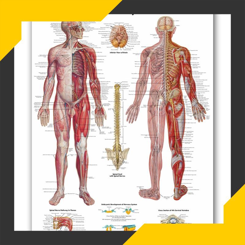 Detail Gambar Saraf Manusia Nomer 5