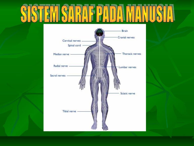 Detail Gambar Saraf Manusia Nomer 34