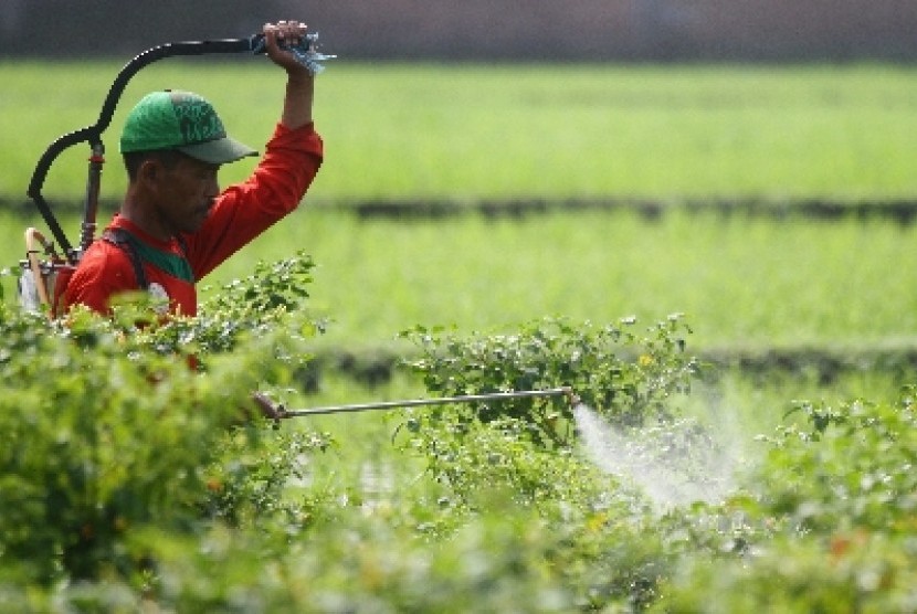 Detail Gambar Sawah Padi Pestisida Untuk Sayuran Nomer 9