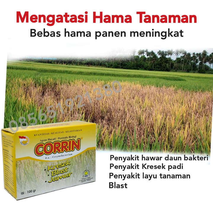 Detail Gambar Sawah Padi Pestisida Untuk Sayuran Nomer 10