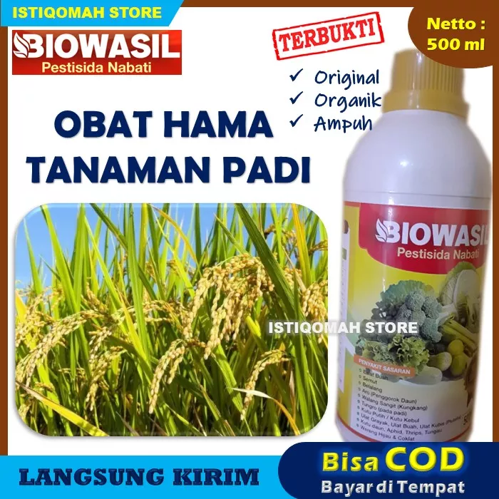 Detail Gambar Sawah Padi Pestisida Untuk Sayuran Nomer 12