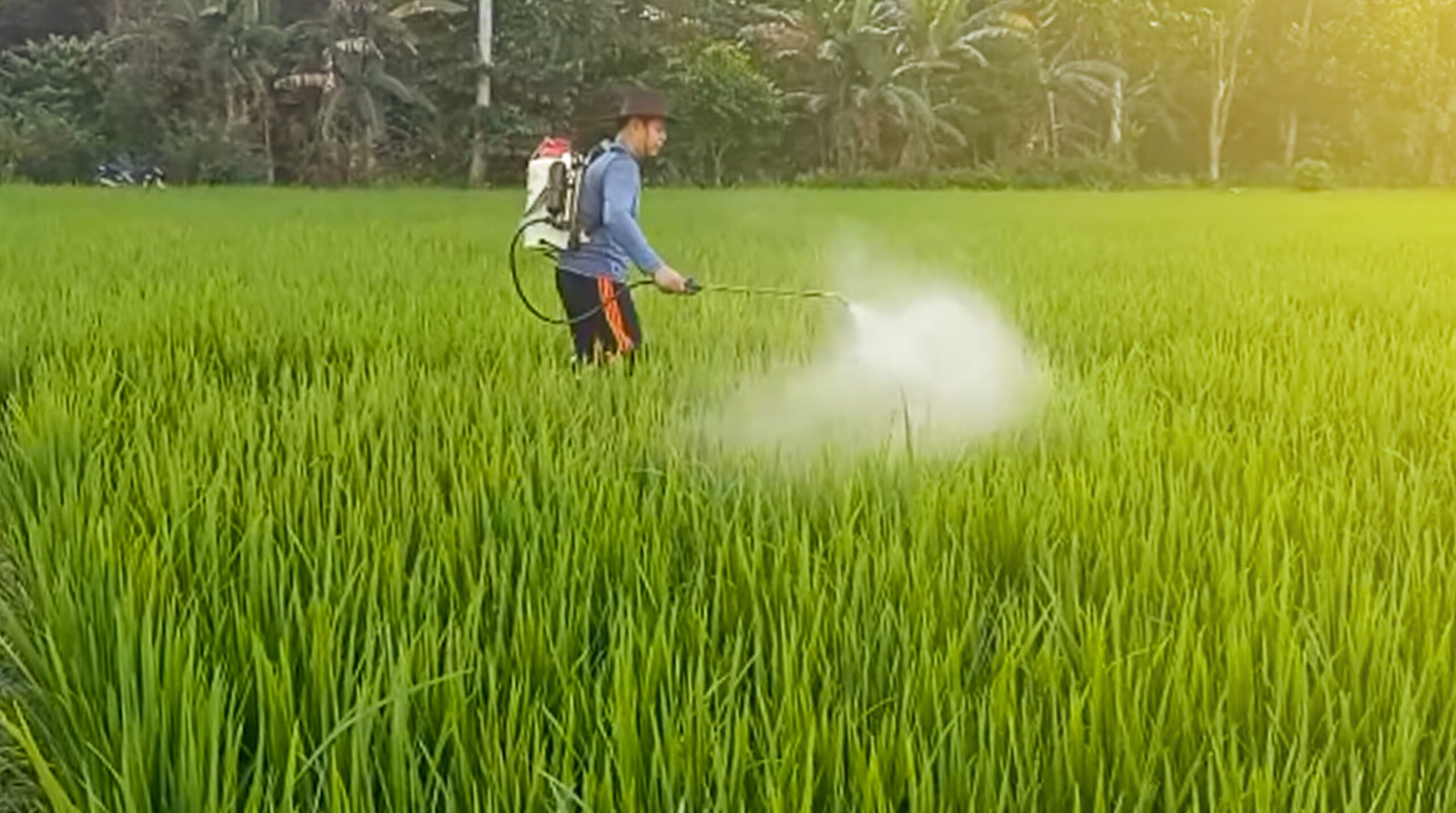 Detail Gambar Sawah Padi Pestisida Untuk Sayuran Nomer 2