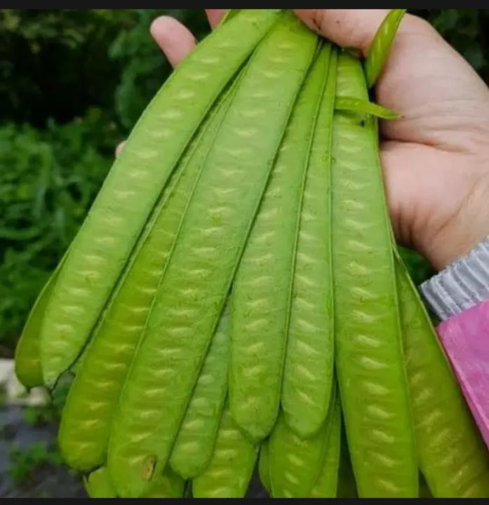 Detail Gambar Sayur Mayur Lalaban Macam Lalapan Nomer 14