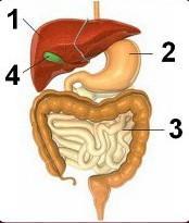 Detail Gambar Sedang Sarapan Nomer 40