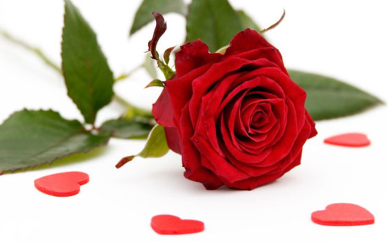 Detail Gambar Sekuntum Bunga Mawar Merah Nomer 17