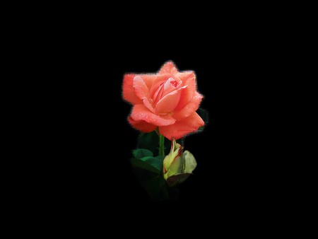 Detail Gambar Sekuntum Bunga Mawar Merah Nomer 19