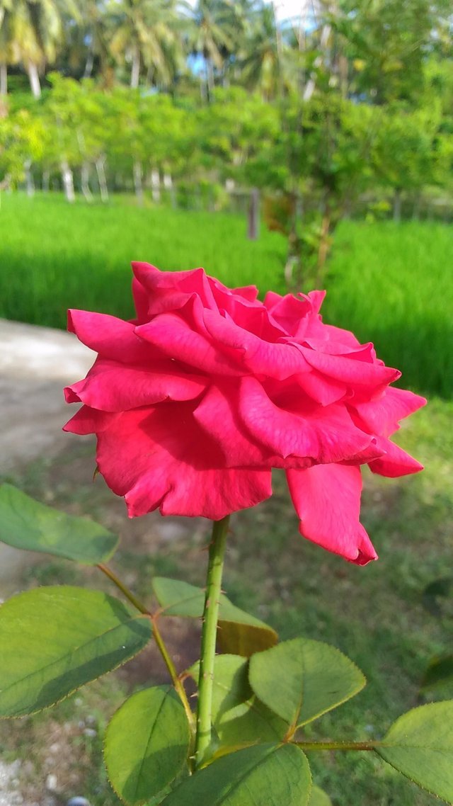 Detail Gambar Sekuntum Bunga Mawar Merah Nomer 30