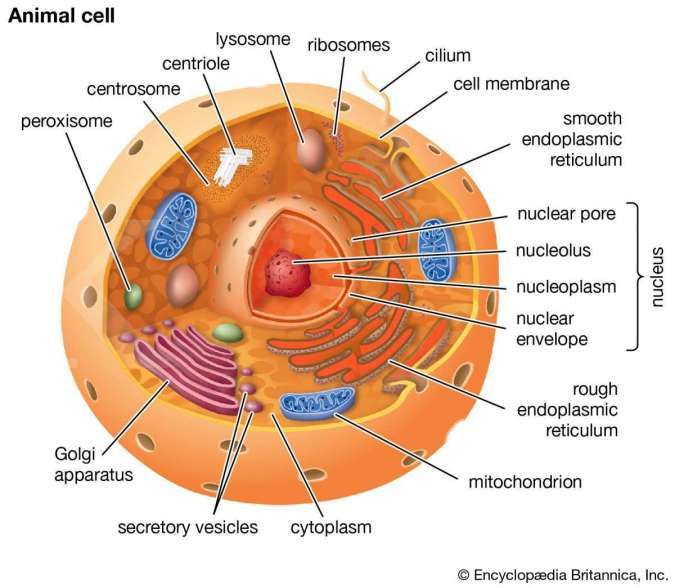 Detail Gambar Sel Beserta Fungsinya Nomer 3