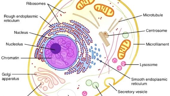 Detail Gambar Sel Beserta Fungsinya Nomer 22