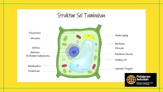 Detail Gambar Sel Beserta Fungsinya Nomer 23