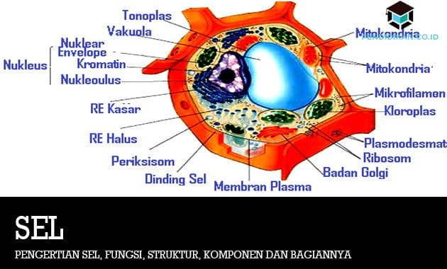 Detail Gambar Sel Beserta Fungsinya Nomer 34