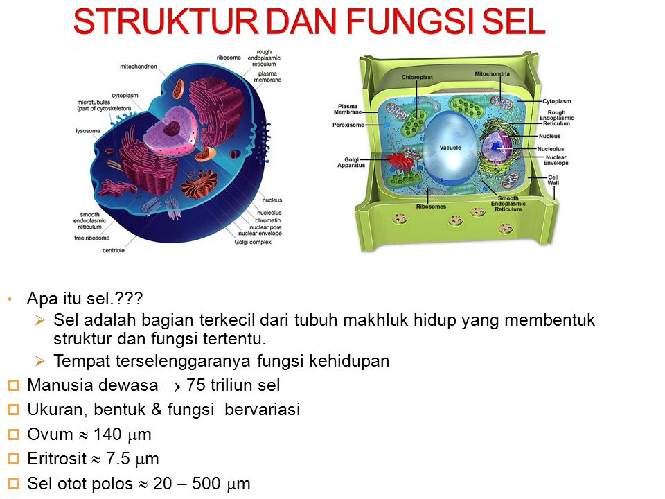 Detail Gambar Sel Beserta Fungsinya Nomer 49