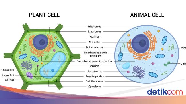 Detail Gambar Sel Beserta Fungsinya Nomer 7