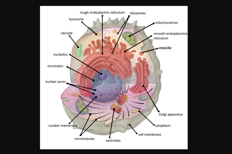 Detail Gambar Sel Beserta Fungsinya Nomer 8